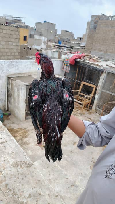 lakha aseel pure breed