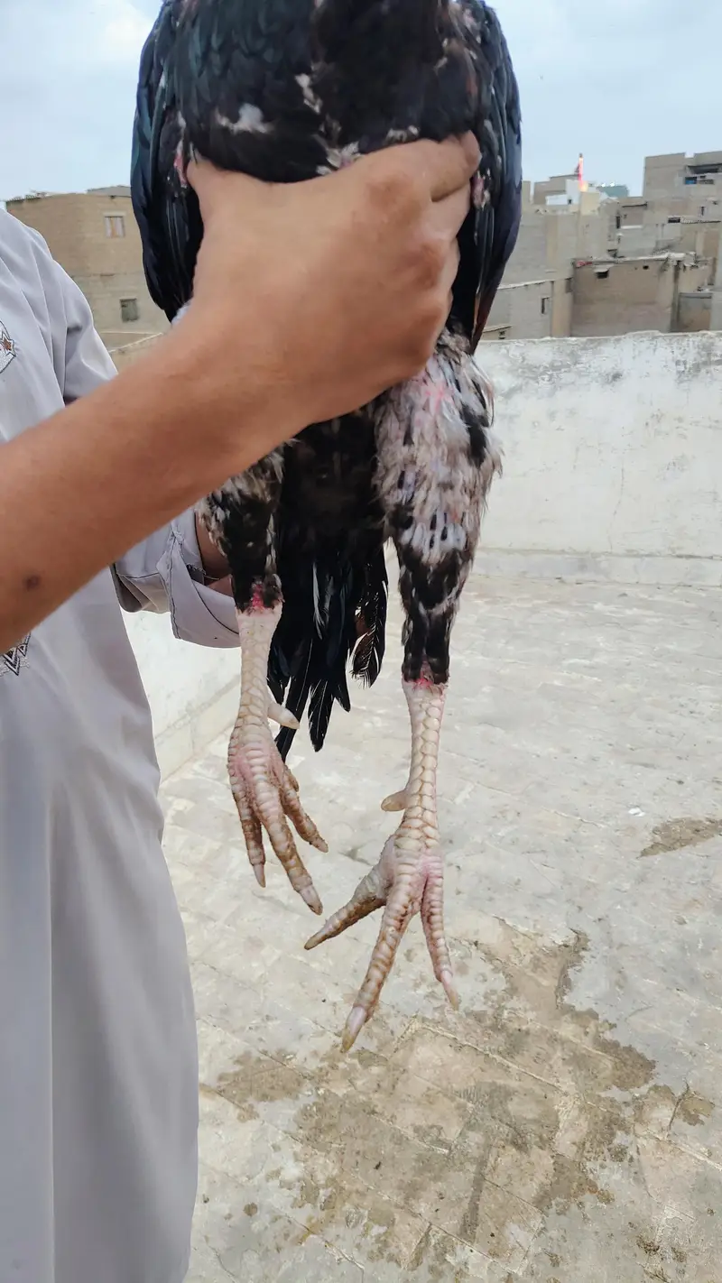 lakha aseel pure breed — photo 2