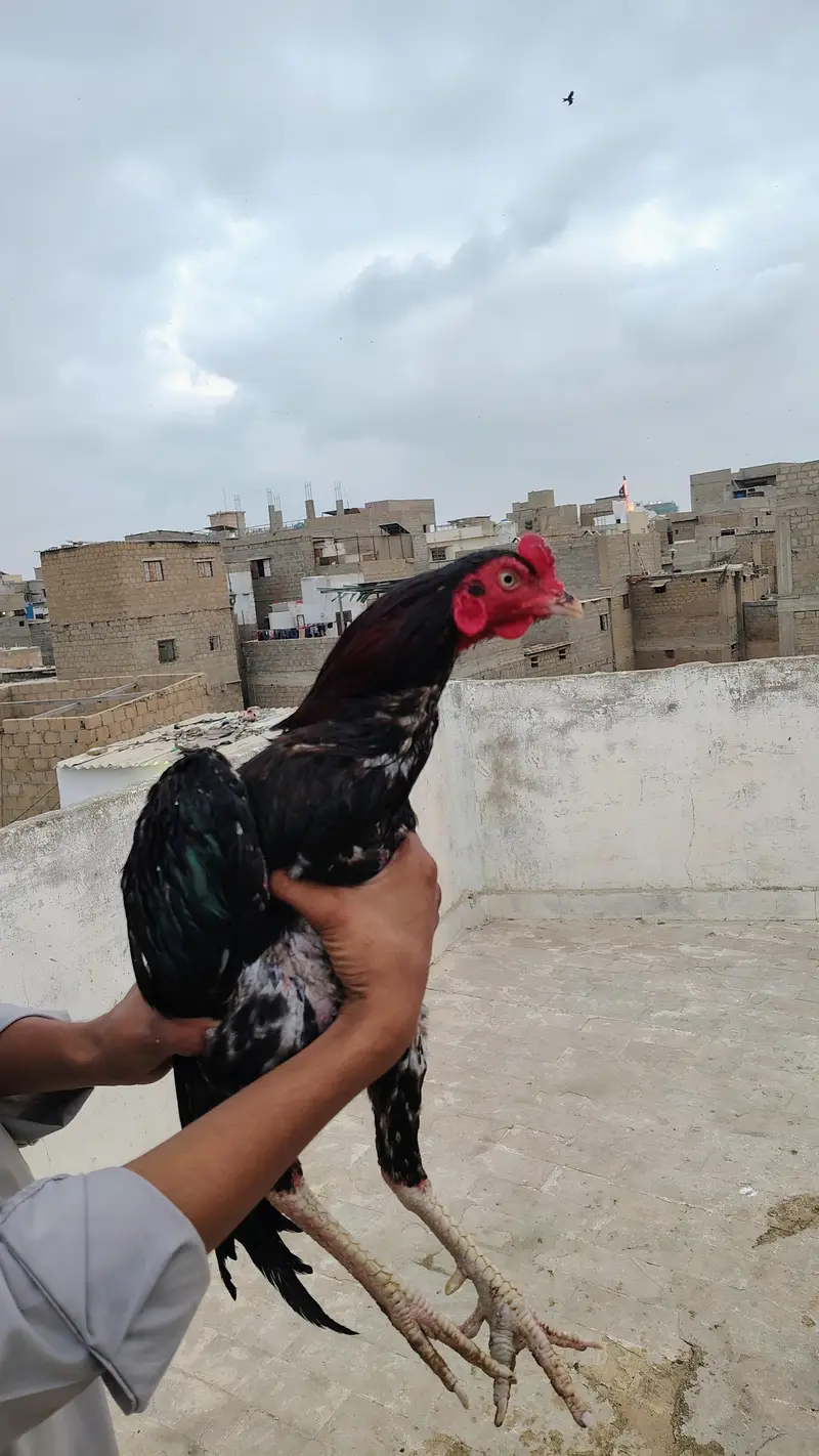 lakha aseel pure breed — photo 3
