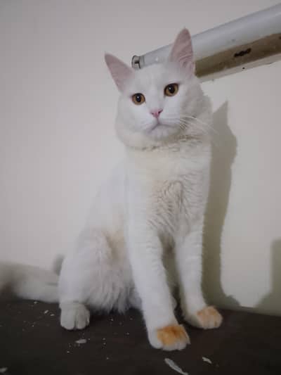 Pure White Persian Cat - Golden Eyes - Healthy & Active