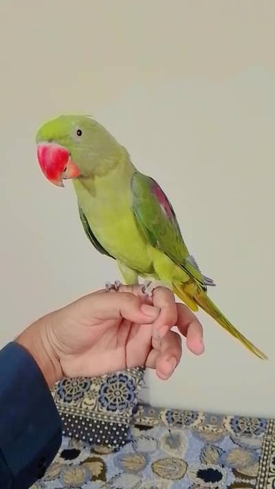 Alexandrine Raw parrot