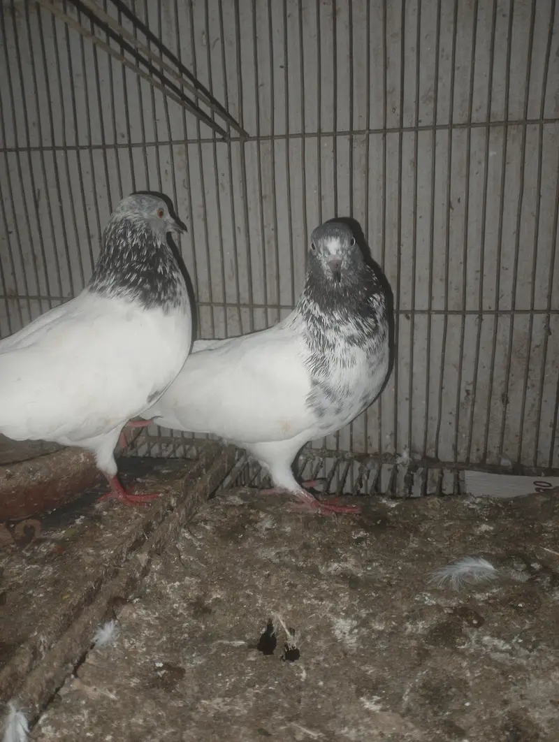 Kabli pigeons — photo 2
