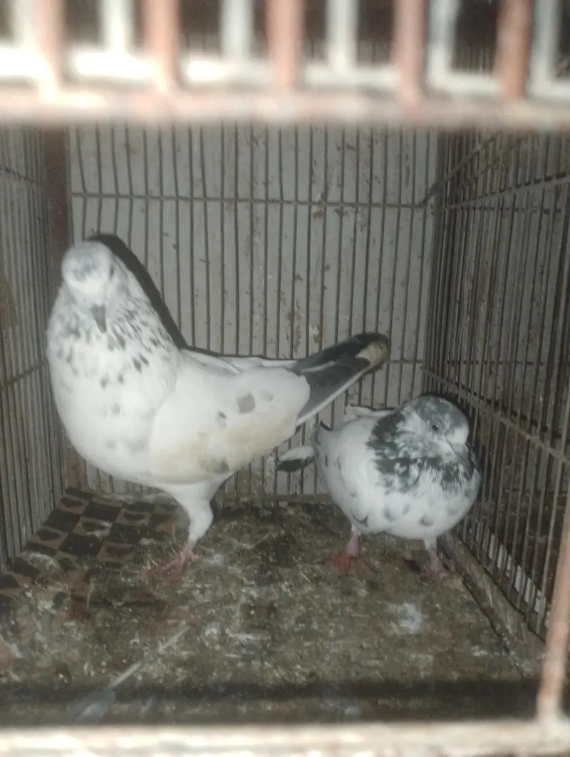 Kabli pigeons — photo 3