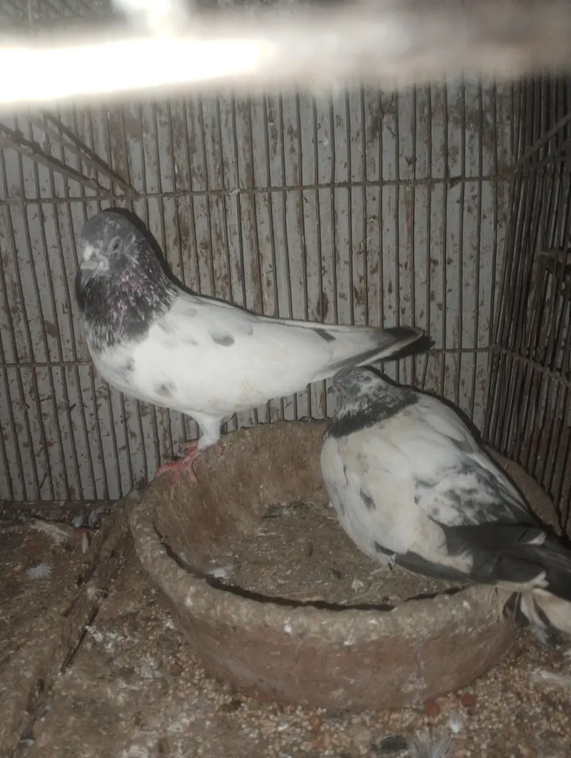 Kabli pigeons — photo 4