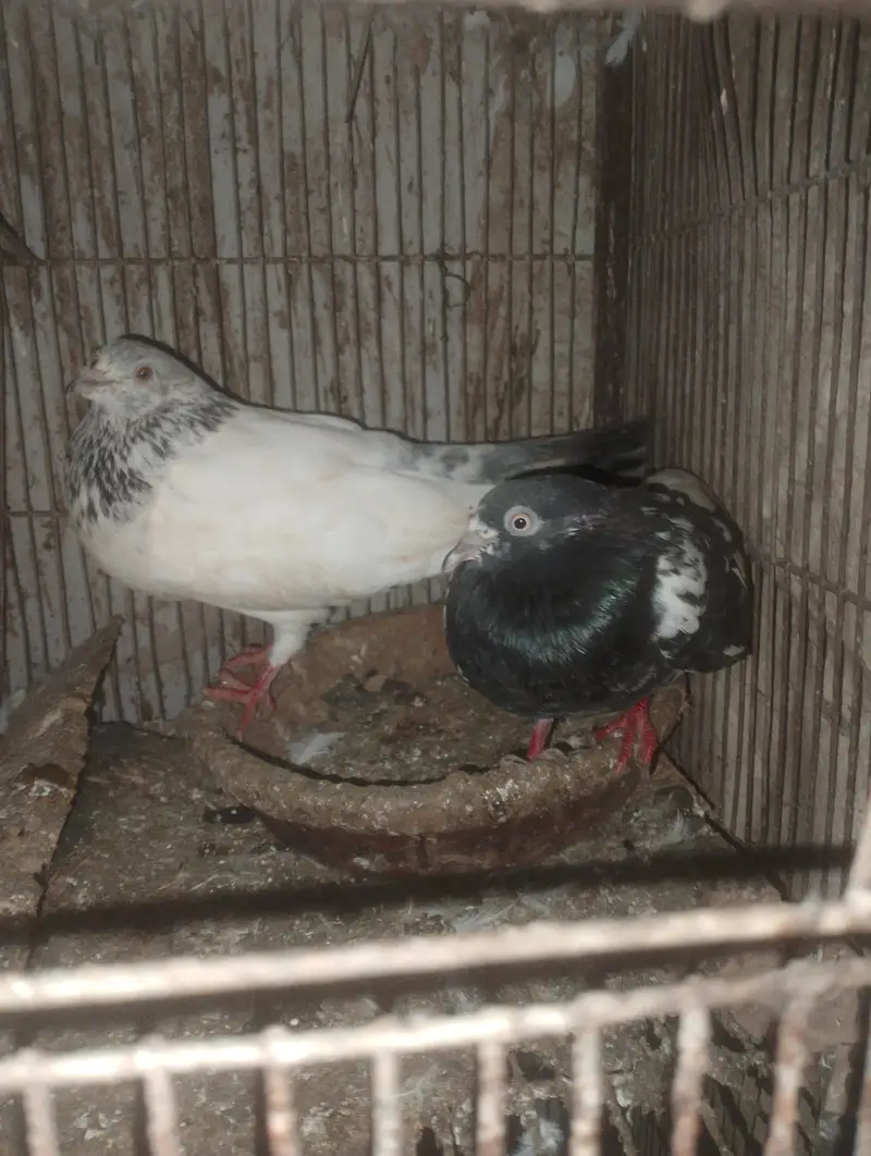 Kabli pigeons — photo 5