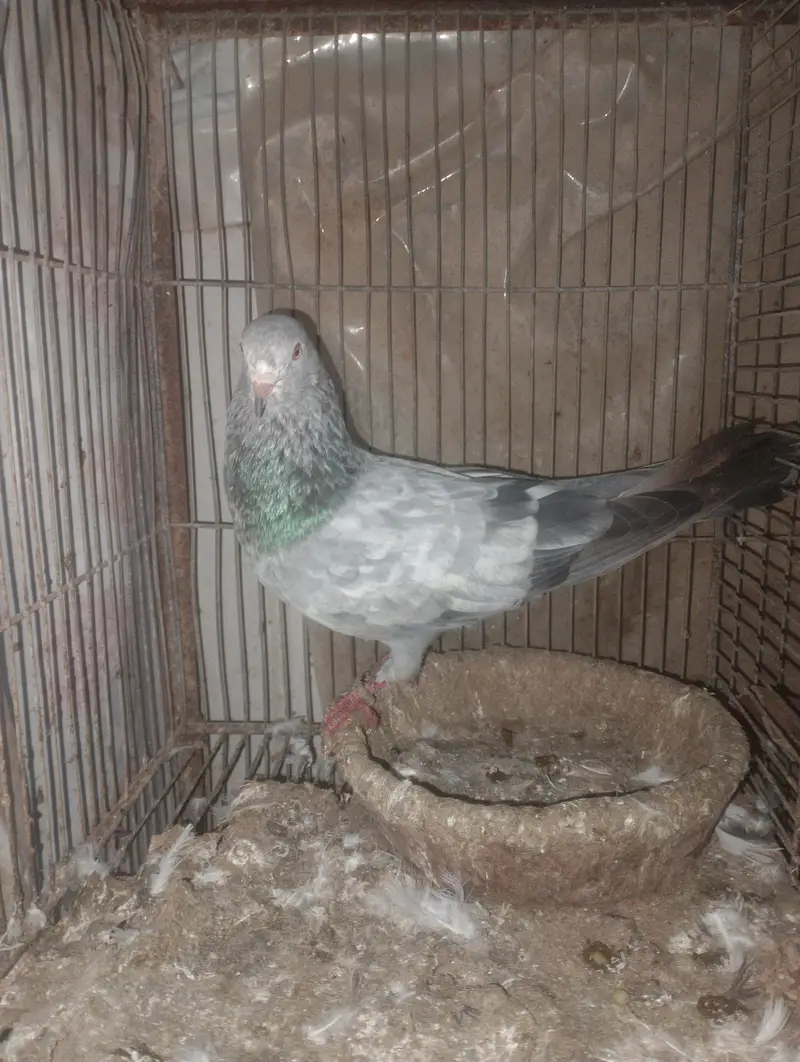 Kabli pigeons — photo 6