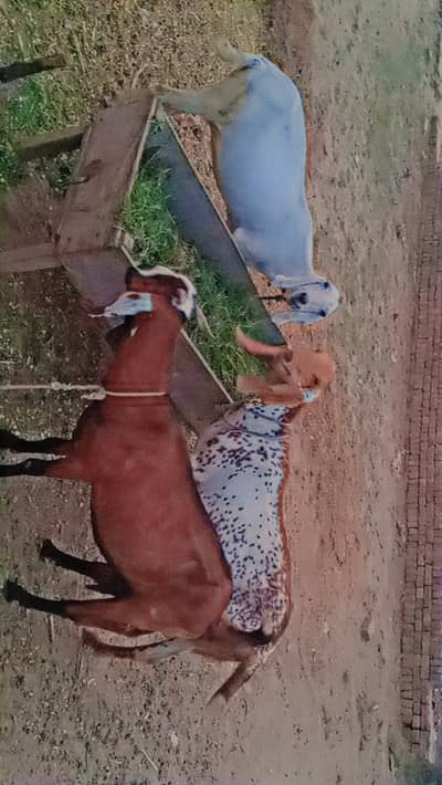 15 Goats For Sale