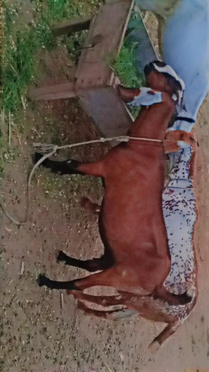 15 Goats For Sale — photo 2
