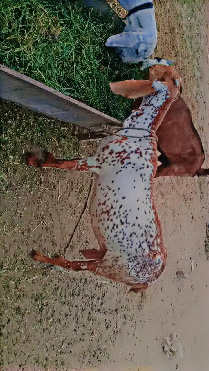 15 Goats For Sale — photo 3