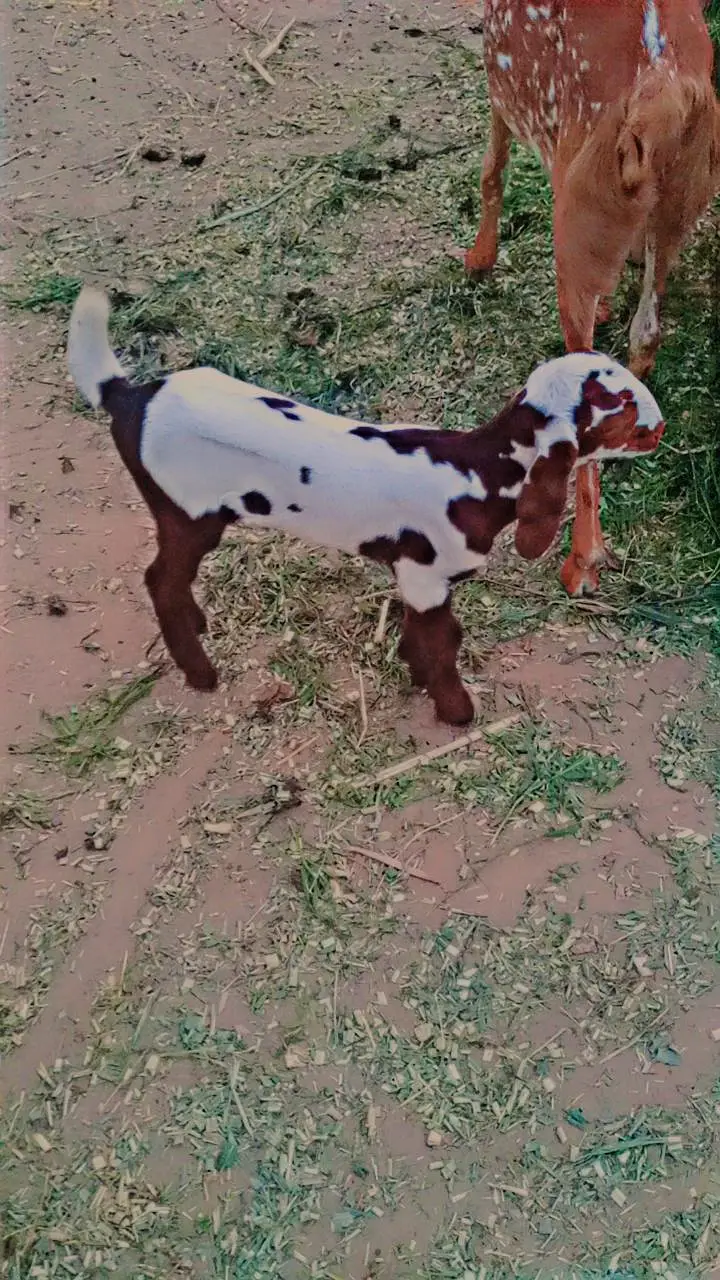 15 Goats For Sale — photo 4