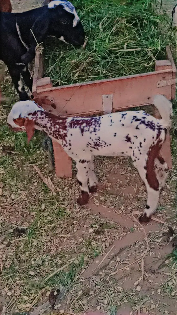 15 Goats For Sale — photo 5