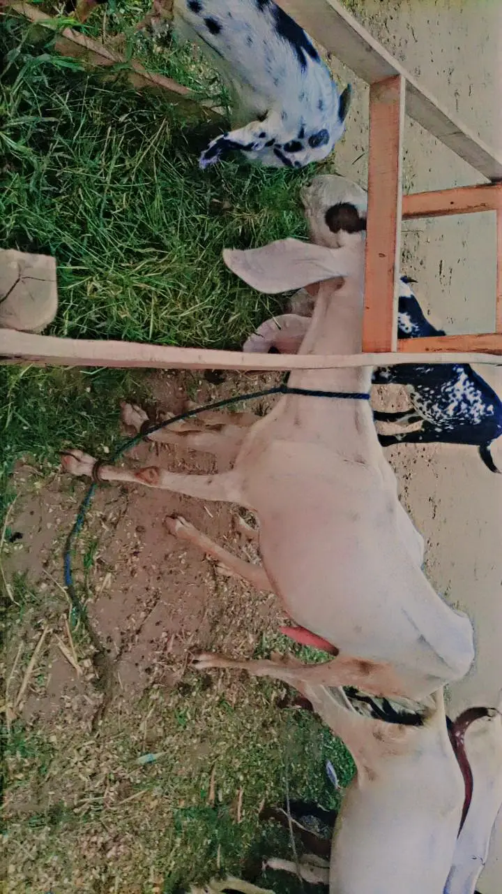 15 Goats For Sale — photo 6