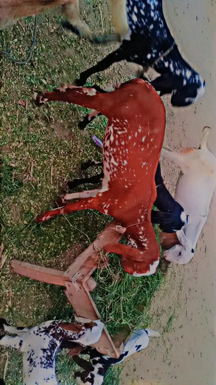 15 Goats For Sale — photo 7