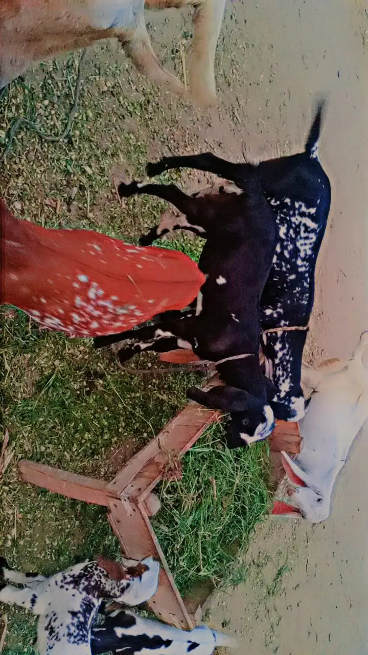 15 Goats For Sale — photo 8
