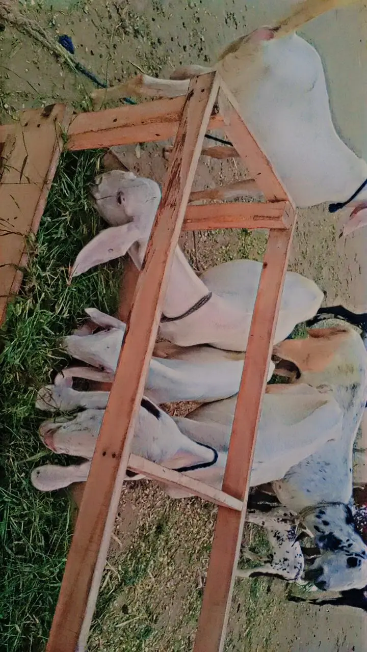 15 Goats For Sale — photo 9