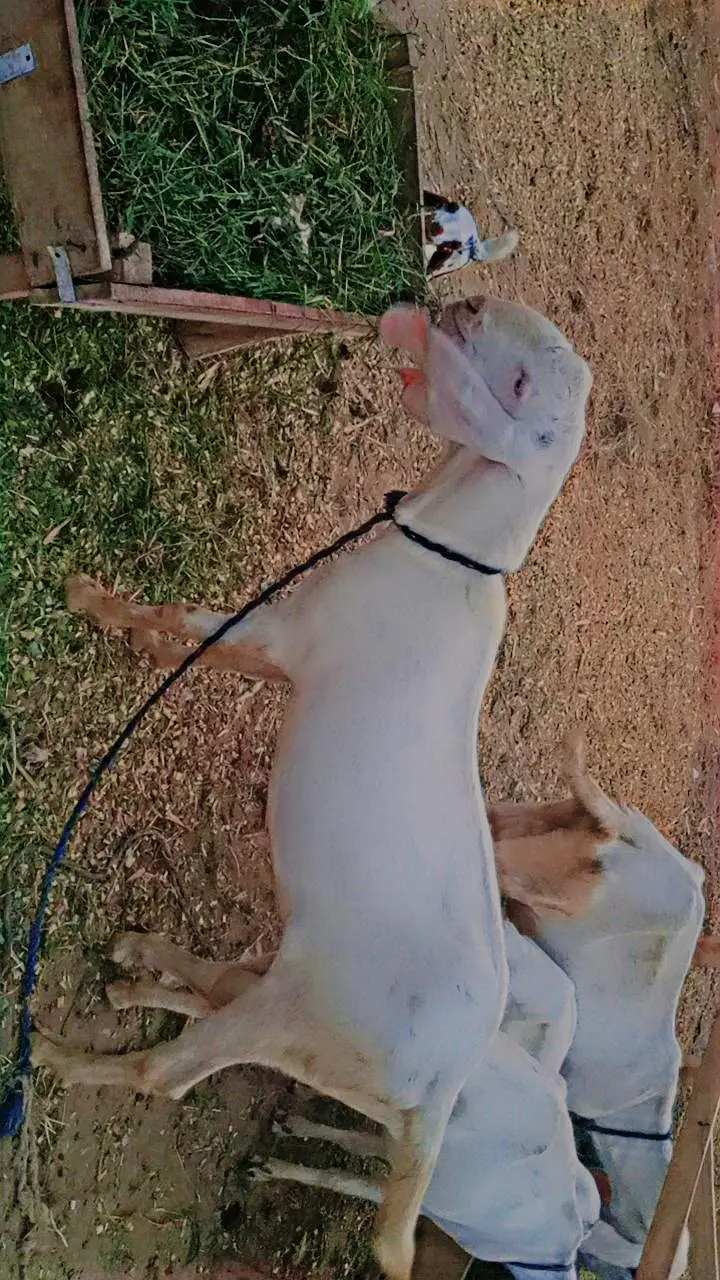 15 Goats For Sale — photo 10