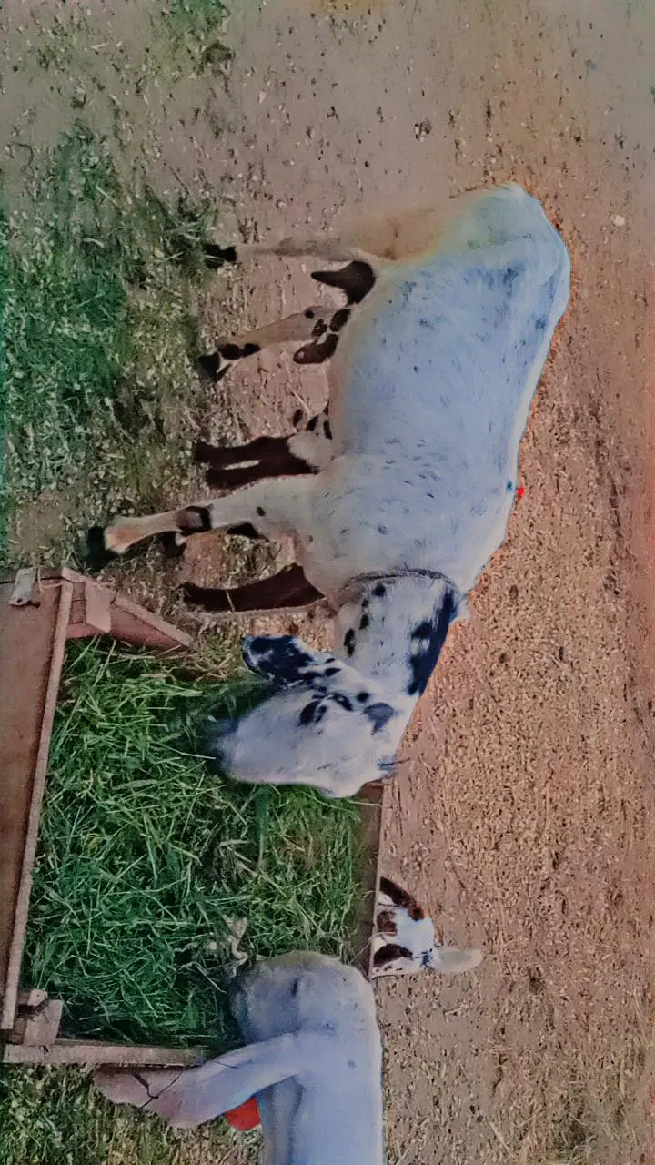 15 Goats For Sale — photo 11