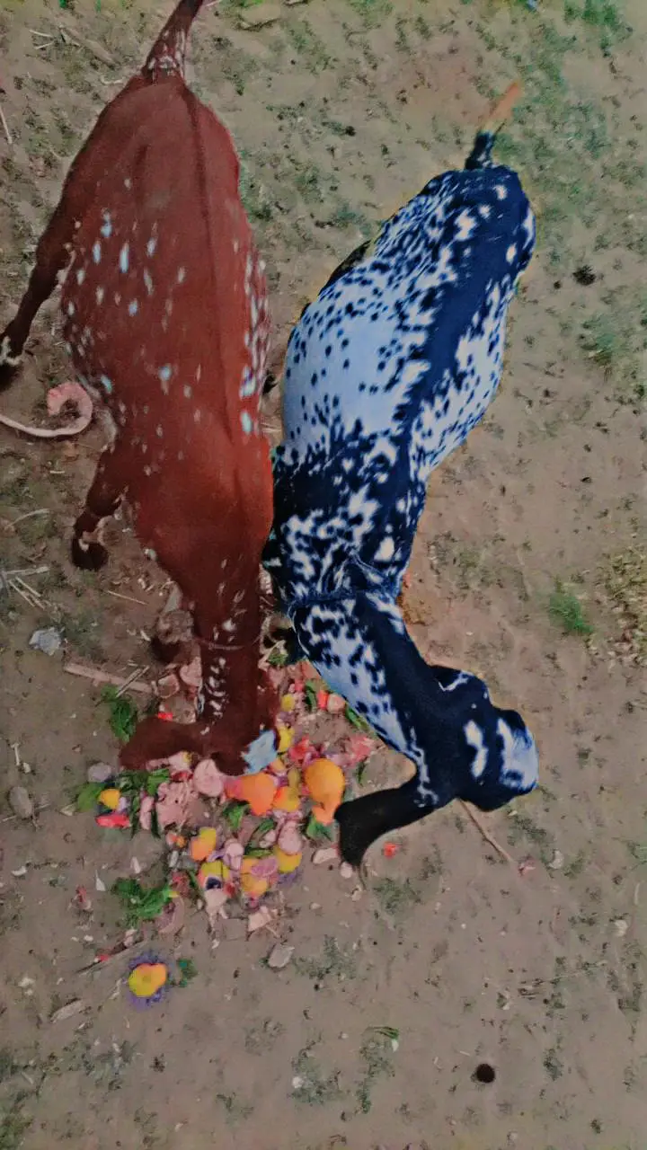 15 Goats For Sale — photo 12