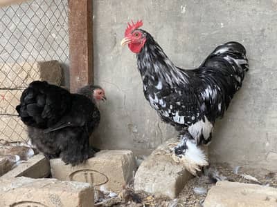 1 Pair Bantam For Sale