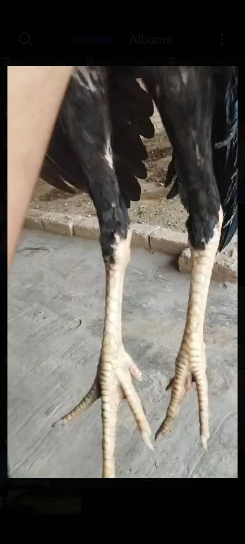 خوبصورت اصیل مرغا برائے فروخت، بہترین جسم اور بڑا قد 0