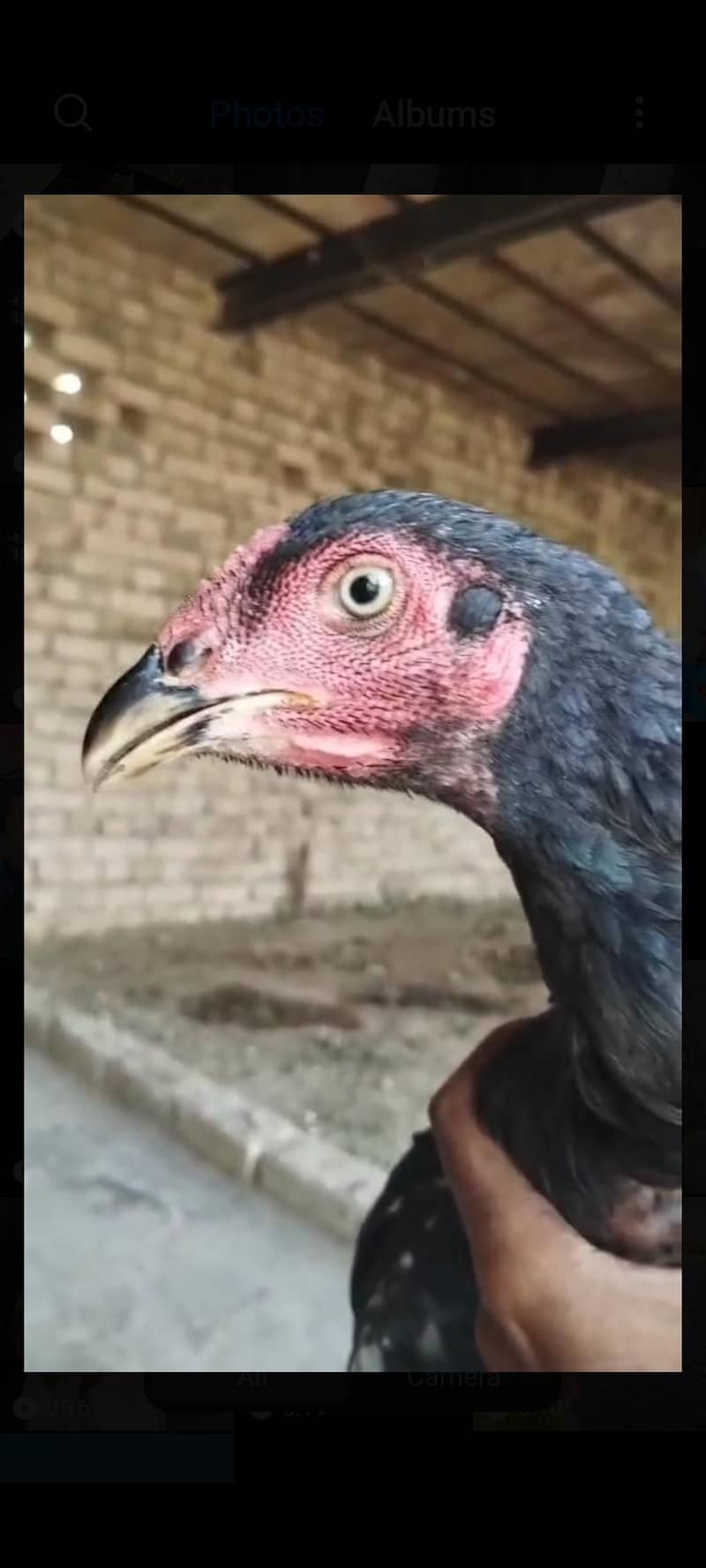 خوبصورت اصیل مرغا برائے فروخت، بہترین جسم اور بڑا قد 1