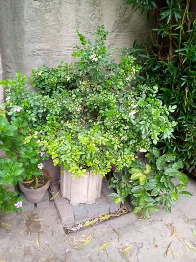 Indoor and Outdoor plants