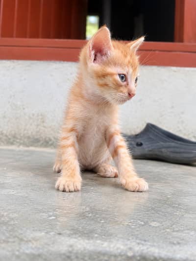 Persian cat of three babies