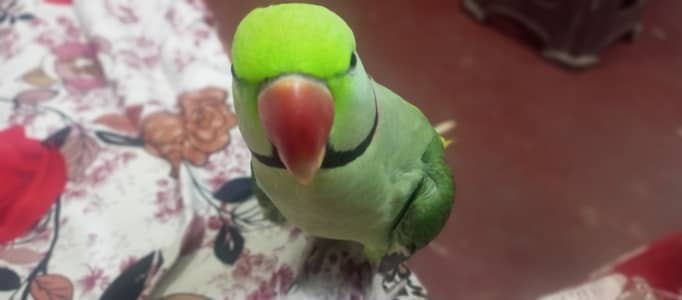 Talking 2.5years Alexanderine Parakeet Parrot.