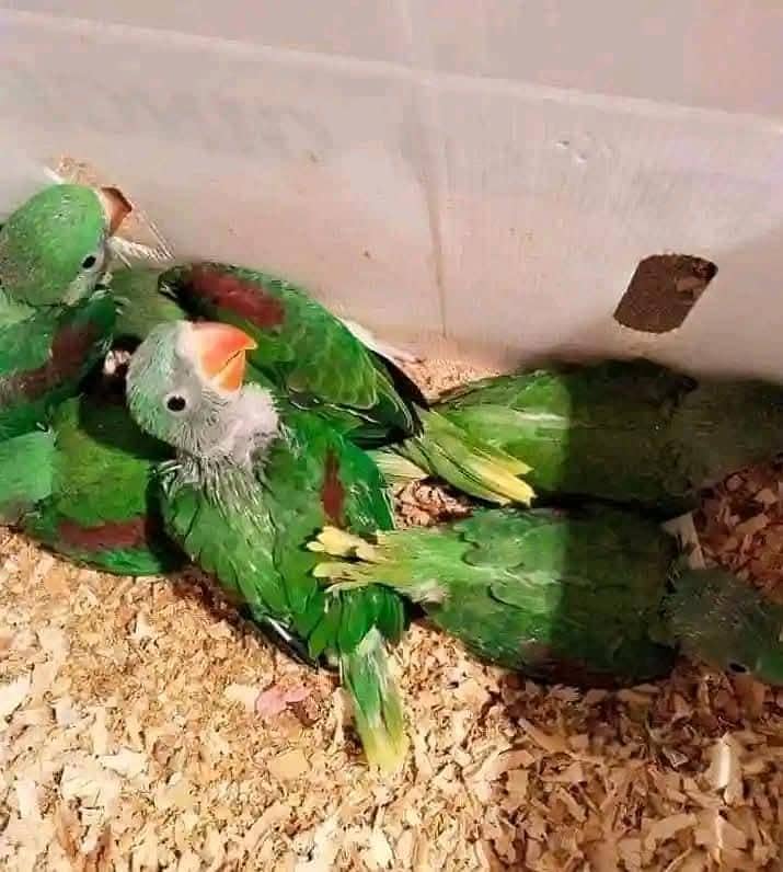 raw parrot chicks 1