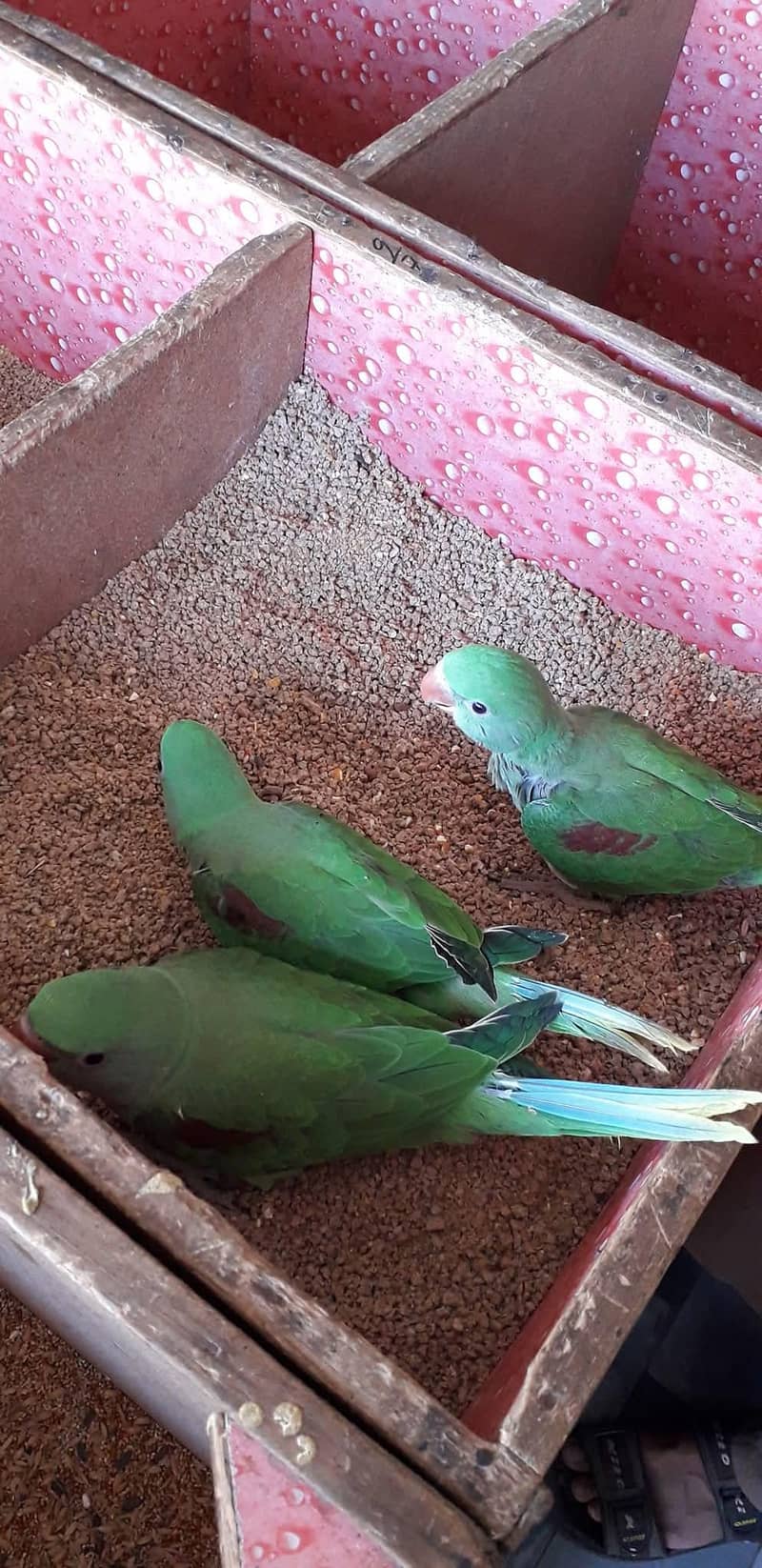 raw parrot chicks 3