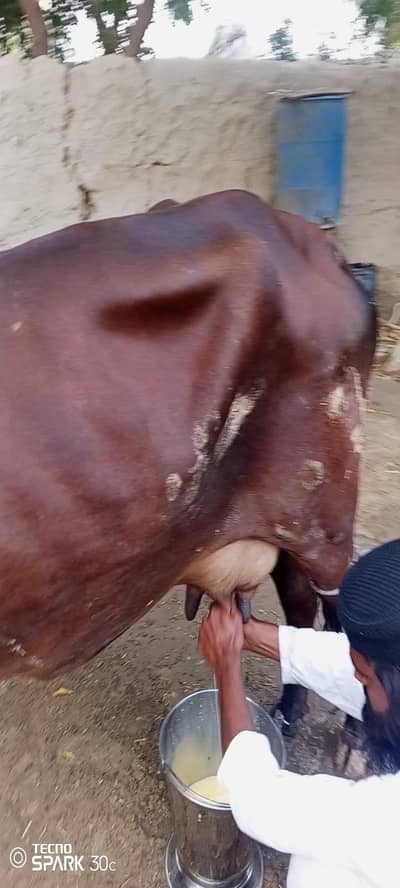 cow for sale 2 sra wara