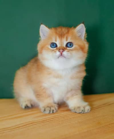 IMPORTED BRITISH SHORTHAIR KITTEN AVAILABLE FOR SALE