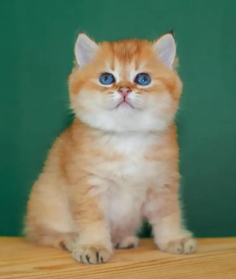 IMPORTED BRITISH SHORTHAIR KITTEN AVAILABLE FOR SALE — photo 2