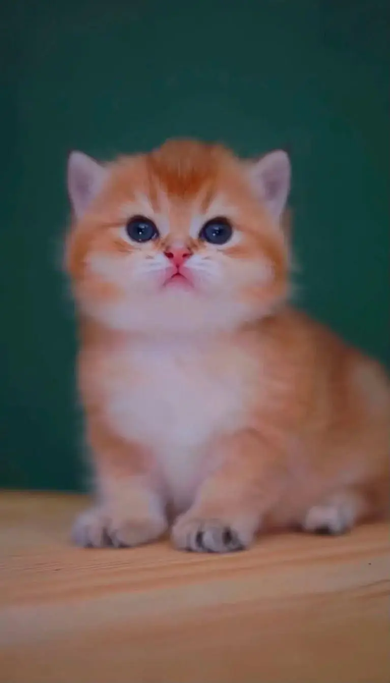 IMPORTED BRITISH SHORTHAIR KITTEN AVAILABLE FOR SALE — photo 3