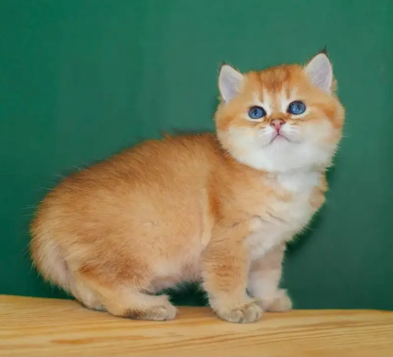IMPORTED BRITISH SHORTHAIR KITTEN AVAILABLE FOR SALE — photo 4