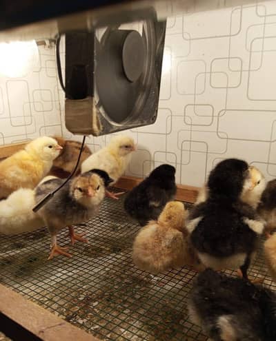 Fancy chicken/ Ameraucana blue &Green fertilized eggs& chiks available