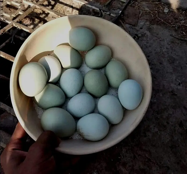 Fancy chicken/ Ameraucana blue &Green fertilized eggs& chiks available — photo 3