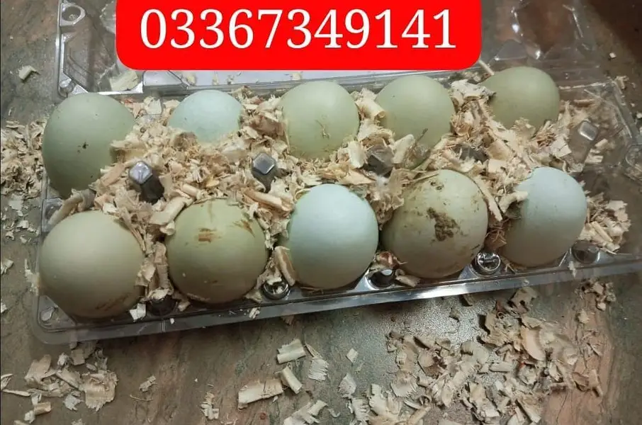 Fancy chicken/ Ameraucana blue &Green fertilized eggs& chiks available — photo 6