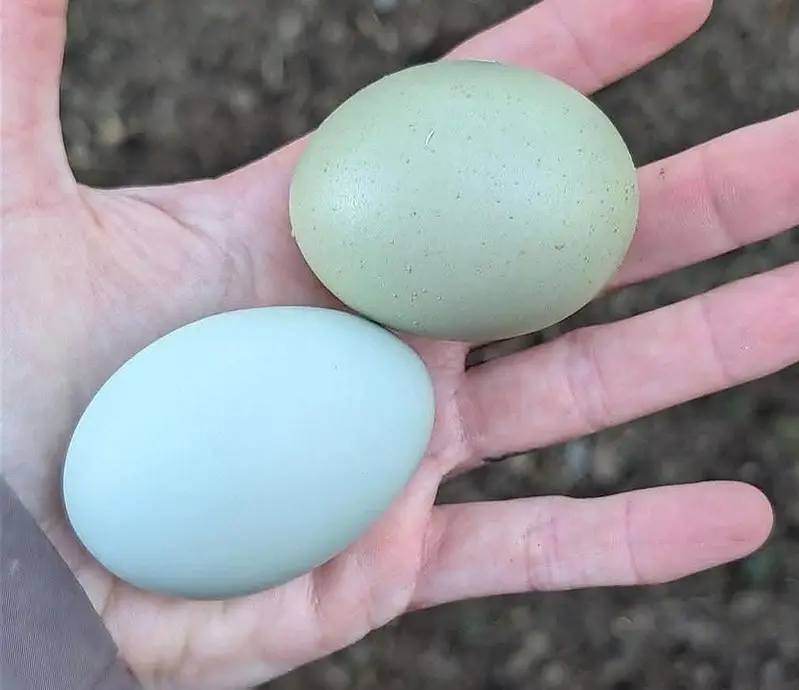 Fancy chicken/ Ameraucana blue &Green fertilized eggs& chiks available — photo 7