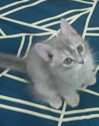 Persion kittens