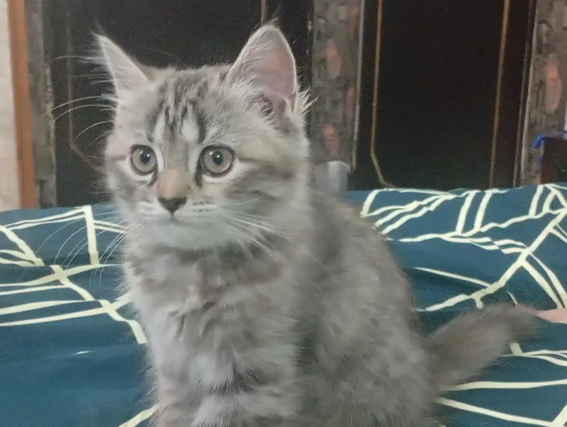 Persion kittens — photo 2