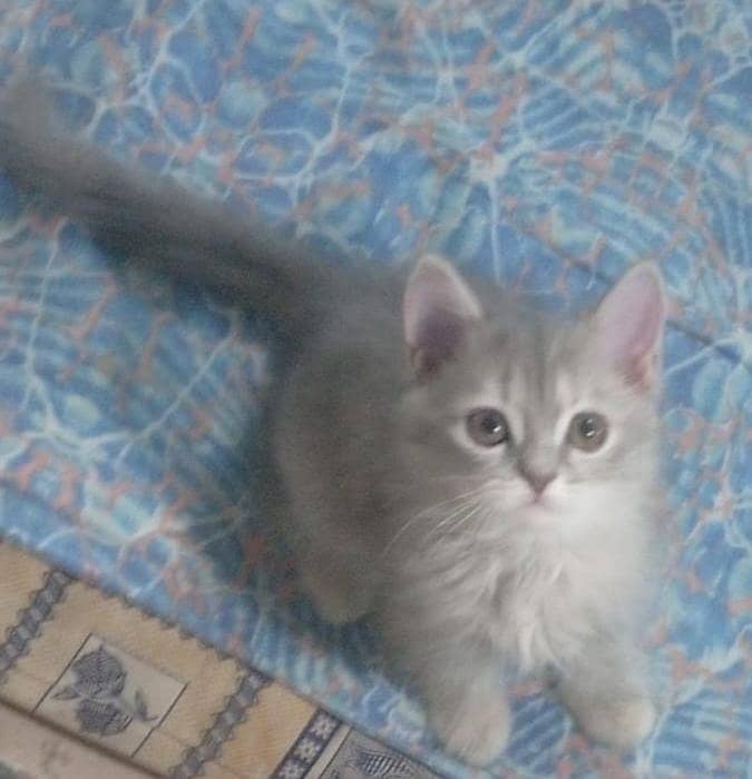 Persion kittens 2