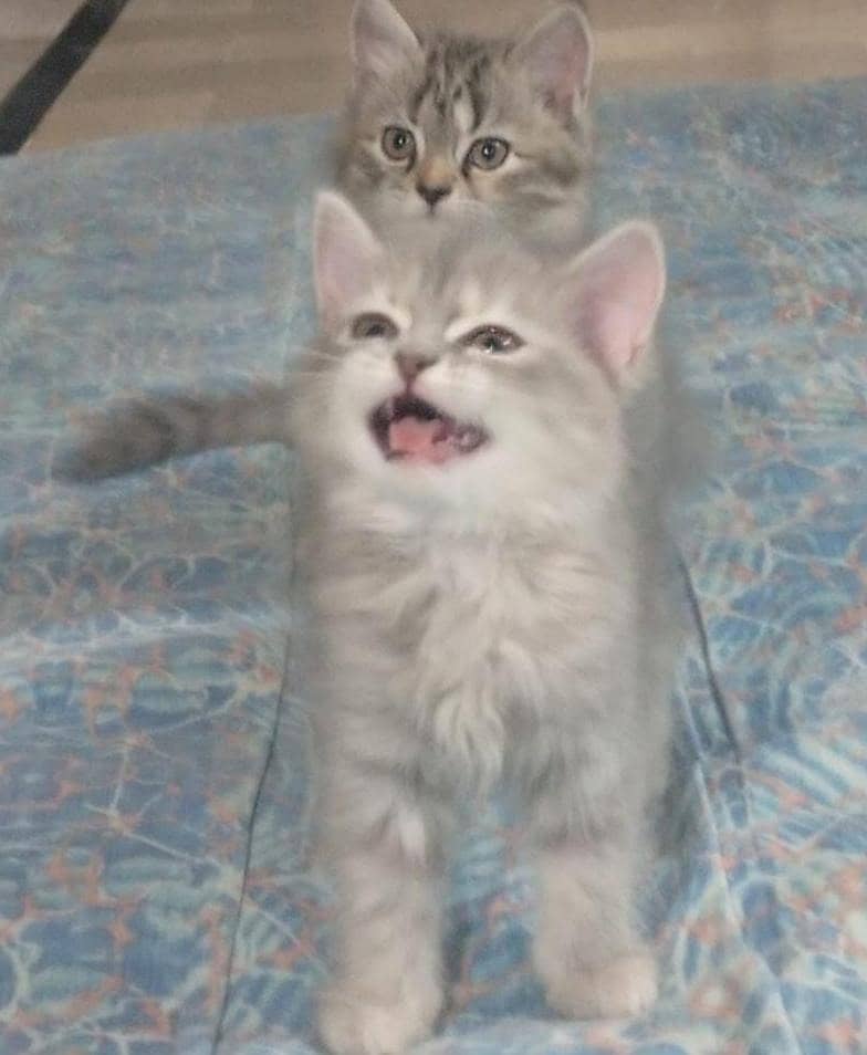 Persion kittens 3