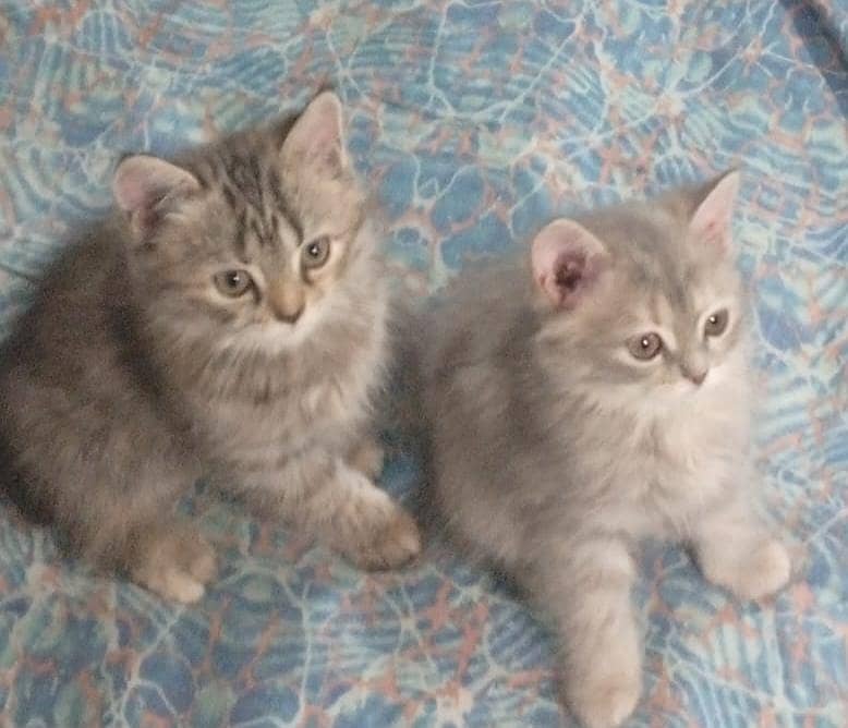 Persion kittens 4