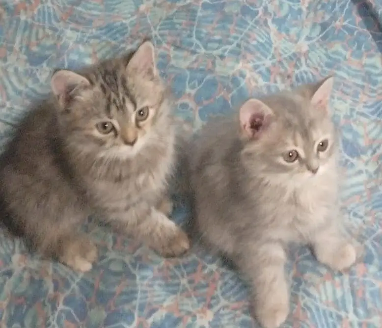 Persion kittens — photo 5