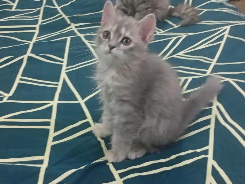Persion kittens — photo 6
