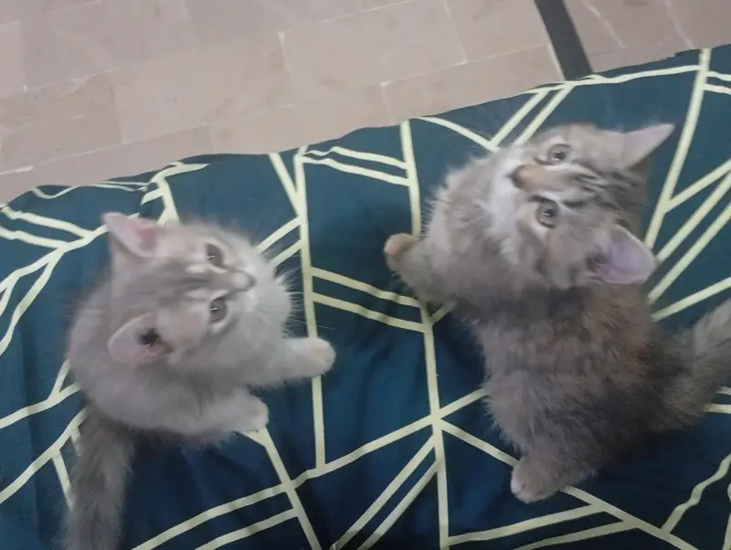 Persion kittens — photo 7