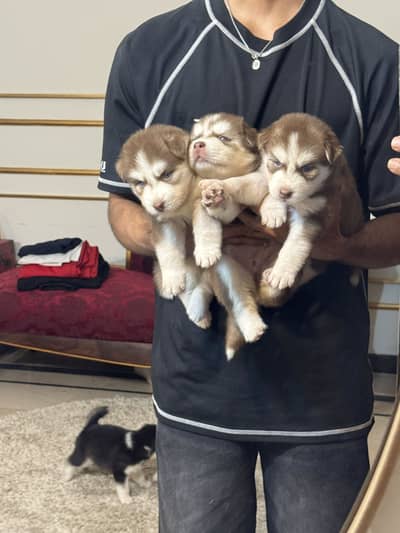 Siberian husky puppies