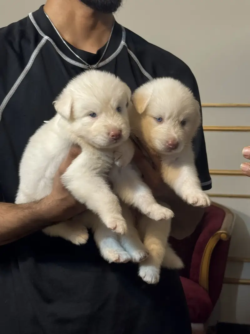 Siberian husky puppies — photo 2