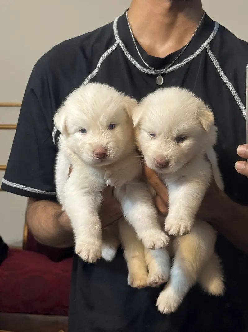 Siberian husky puppies — photo 3
